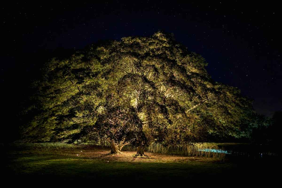 Large mature tree illuminated by a combination of uplighting from ground level and downlighting from the canopy, creating dramatic shadow play and dappled light on the ground beneath a starry night sky