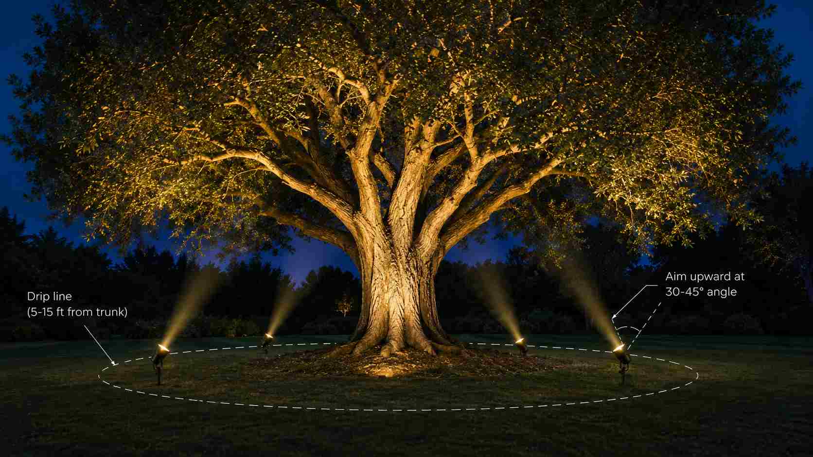 Educational diagram showing correct placement of uplighting fixtures around a mature tree at the drip line 5-15 feet from trunk, with fixtures aimed upward at 30-45 degree angle into the canopy